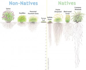 native plant roots