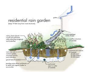 rain garden