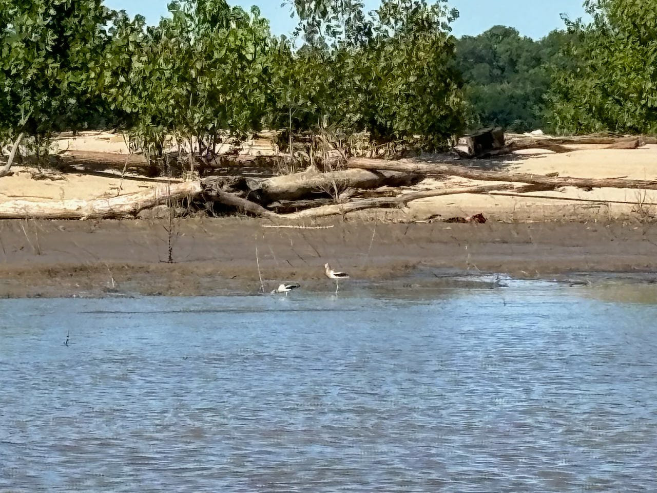 American Avocet via Quapaw Canoe Company