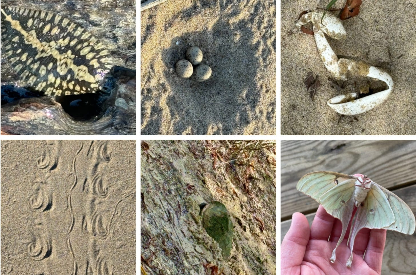 Some examples of the incredible diversity of creation recently sighted during Mississippi River trips, spring and summer 2024 via Quapaw Canoe Company